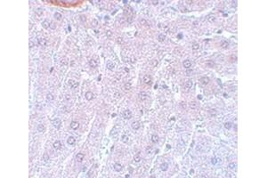 Immunohistochemical staining of rat liver tissue with CDC27 polyclonal antibody  at 5 ug/mL dilution. (CDC27 antibody  (C-Term))
