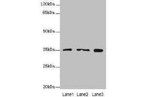 Western blot All lanes: FAHD2A antibody at 0. (FAHD2A antibody  (AA 4-314))