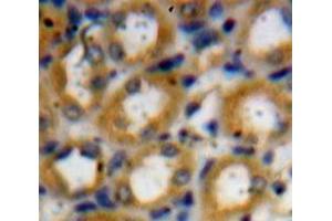 IHC-P analysis of Kidney tissue, with DAB staining. (Kallikrein 1 antibody  (AA 25-261))