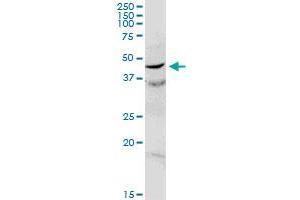 C17orf75 MaxPab rabbit polyclonal antibody. (C17orf75 antibody  (AA 1-396))