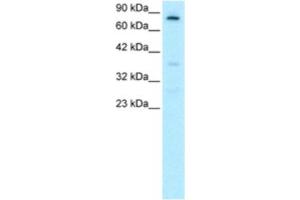 Western Blotting (WB) image for anti-Forkhead Box E3 (FOXE3) antibody (ABIN2460421) (FOXE3 antibody)