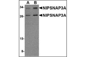 Western blot analysis of NIPSNAP3A in mouse brain tissue lysate with NIPSNAP3A antibody at (A) 0. (NIPSNAP3A antibody  (Center))