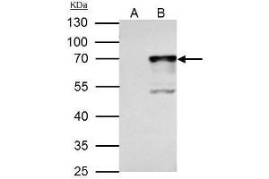 Immunoprecipitation (IP) image for anti-Nuclear Respiratory Factor 1 (NRF1) antibody (ABIN2855569)