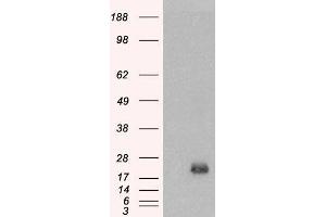 HEK293 overexpressing BAALC (ABIN5339300) and probed with ABIN334357 (mock transfection in first lane).
