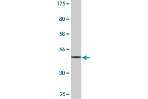 Western Blot detection against Immunogen (35. (SIGLEC12 antibody  (AA 503-595))