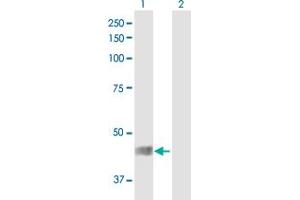 Western Blot analysis of GPR61 expression in transfected 293T cell line by GPR61 MaxPab polyclonal antibody. (GPR61 antibody  (AA 1-451))