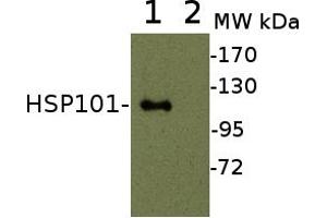 Heat-Shock Protein 101 (HSP101) (N-Term) Antikörper