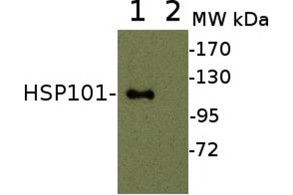 Heat-Shock Protein 101 (HSP101) (N-Term) 抗体