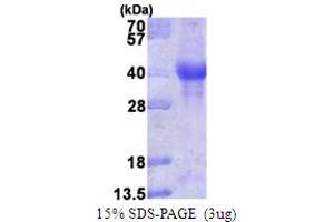 SDS-PAGE (SDS) image for PTEN Induced Putative Kinase 1 (PINK1) (AA 156-507) protein (ABIN667580)