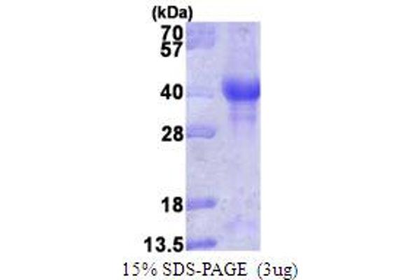 PINK1 Protein (AA 156-507)