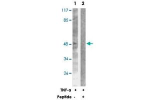 Western blot analysis of extracts from NIH/3T3 cells treated with TNF-a (20 ng/mL, 30 min), using CASP9 polyclonal antibody .