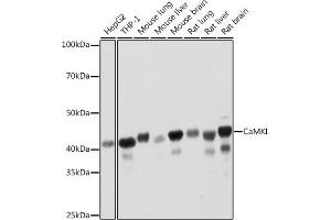 Western blot analysis of extracts of various cell lines, using CaMKI Rabbit mAb (ABIN7266016) at 1:1000 dilution. (CAMK1 antibody)