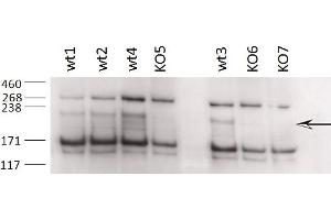 Western Blotting (WB) image for anti-Zinc Finger, CCHC Domain Containing 11 (ZCCHC11) (AA 830-844) antibody (ABIN1105101) (ZCCHC11 antibody  (AA 830-844))