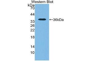 Western Blotting (WB) image for anti-5'-Nucleotidase, Cytosolic III (NT5C3) (AA 52-336) antibody (ABIN1980362) (NT5C3 antibody  (AA 52-336))