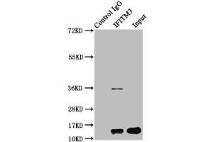 Immunoprecipitating IFITM3 in HepG2 whole cell lysate Lane 1: Rabbit control IgG instead of ABIN7156687 in HepG2 whole cell lysate. (IFITM3 antibody  (AA 1-57))