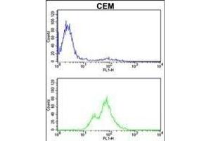 PRKCA Antibody (N-term) (ABIN652517 and ABIN2842346) flow cytometric analysis of CEM cells (bottom histogram) compared to a negative control cell (top histogram). (PKC alpha antibody  (N-Term))