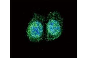 Confocal immunofluorescent analysis of Bcl-2 antibody with HeLa cells followed by Alexa Fluor 488-conjugated goat anti-rabbit lgG (green). (Bcl-2 antibody  (AA 75-110))