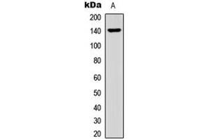 Western blot analysis of Collagen 15 alpha 1 expression in HEK293T (A) whole cell lysates. (COL15A1 antibody  (C-Term))