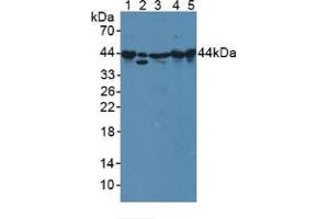 Figure. (PPID antibody  (AA 9-189))