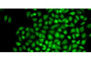 Immunofluorescence analysis of MCF-7 cells using CTCFL Polyclonal Antibody