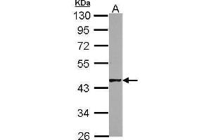 WB Image Sample (50 ug of whole cell lysate) A: mouse testis 10% SDS PAGE antibody diluted at 1:1000 (HSFY1 antibody)