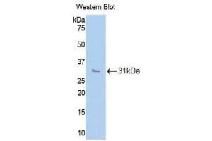 Western Blotting (WB) image for anti-CD34 (CD34) (AA 32-290) antibody (ABIN1175245) (CD34 antibody  (AA 32-290))