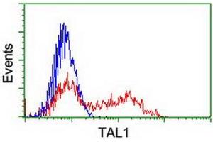 HEK293T cells transfected with either RC222628 overexpress plasmid (Red) or empty vector control plasmid (Blue) were immunostained by anti-TAL1 antibody (ABIN2455267), and then analyzed by flow cytometry. (TAL1 antibody)