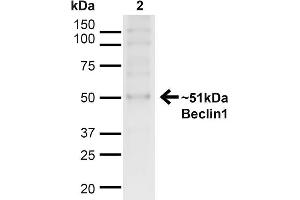 Western blot analysis of Human HeLa cell lysates showing detection of ~51kDa Beclin 1 protein using Rabbit Anti-Beclin 1 Polyclonal Antibody . (Beclin 1 antibody  (C-Term))