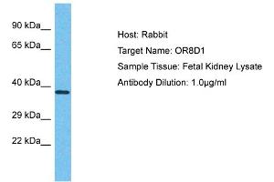 Host: Rabbit Target Name: OR8D1 Sample Type: Fetal Kidney lysates Antibody Dilution: 1. (OR8D1 antibody  (C-Term))