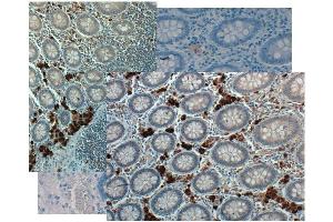 Immunohistochemistry (IHC) image for anti-Growth Differentiation Factor 15 (GDF15) (C-Term) antibody (Biotin) (ABIN1043920) (GDF15 antibody  (C-Term) (Biotin))