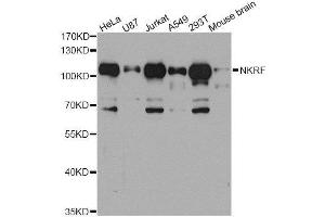Western blot analysis of extracts of various cell lines, using NKRF antibody. (NKRF antibody  (AA 391-690))