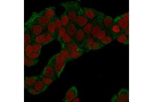 Immunofluorescence (IF) image for anti-Glucose-6-Phosphate Isomerase (GPI) antibody (ABIN6939548)