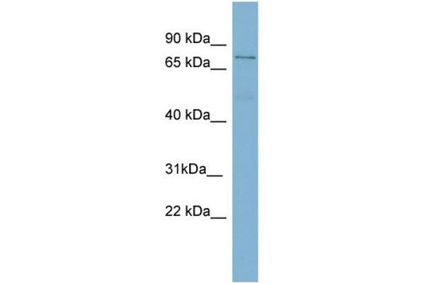TGM4 antibody  (N-Term)
