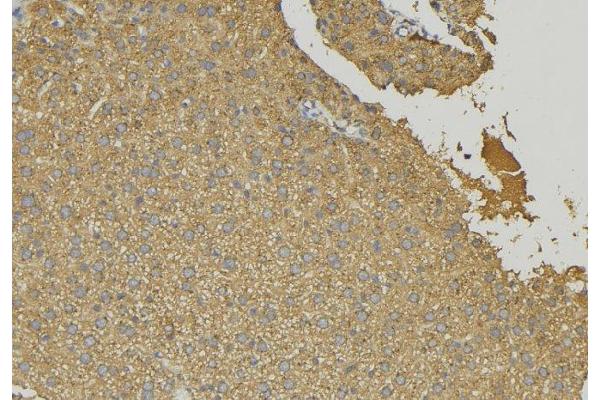 GCNT7 antibody  (Internal Region)