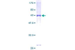 KCNQ2 Protein (AA 1-393) (GST tag)