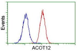 Image no. 3 for anti-Acyl-CoA Thioesterase 12 (ACOT12) antibody (ABIN1496417)