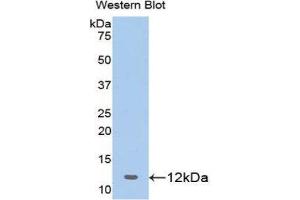 Western Blotting (WB) image for anti-Prohibitin (PHB) (AA 177-272) antibody (ABIN1172895) (Prohibitin antibody  (AA 177-272))