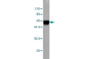 Western Blot detection against Immunogen (59. (MEOX2 antibody  (AA 1-303))