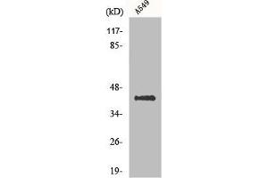 Western Blot analysis of A549 cells using Flotillin-2 Polyclonal Antibody (Flotillin 2 antibody  (Internal Region))