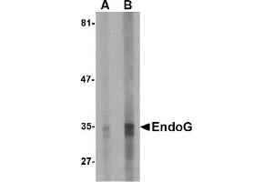 Western Blotting (WB) image for anti-Endonuclease G (ENDOG) antibody (ABIN1031747) (Endonuclease G antibody)