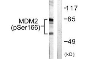 Western blot analysis of extracts from COS7 cells, using MDM2 (Phospho-Ser166) Antibody. (MDM2 antibody  (pSer166))