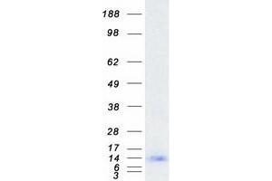 Validation with Western Blot (SPRR1A Protein (Myc-DYKDDDDK Tag))