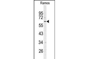 Western blot analysis of RIP3 (RIPK3) Antibody (N-term) (ABIN391272 and ABIN2841322) in Ramos cell line lysates (35 μg/lane). (RIPK3 antibody  (N-Term))