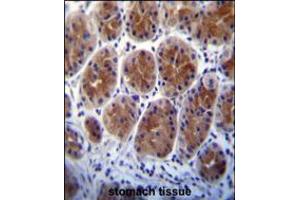 Metabotropic Glutamate Receptor 1 (GPRC1A) Antibody immunohistochemistry analysis in formalin fixed and paraffin embedded human stomach tissue followed by peroxidase conjugation of the secondary antibody and DAB staining. (Metabotropic Glutamate Receptor 1 antibody  (C-Term))