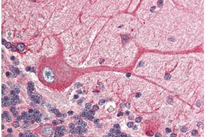 Human Brain, Cerebellum (formalin-fixed, paraffin-embedded) stained with BCAP31 antibody ABIN305788 at 2. (BCAP31 antibody  (C-Term))