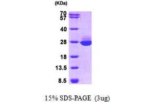 SDS-PAGE (SDS) image for Glutathione S-Transferase alpha 1 (GSTA1) (AA 1-222) protein (ABIN666922) (GSTA1 Protein (AA 1-222))