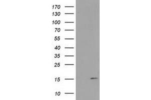 Western Blotting (WB) image for anti-Family with Sequence Similarity 127, Member C (FAM127C) antibody (ABIN1498197) (FAM127C antibody)