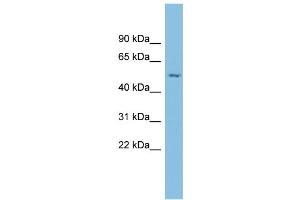 WB Suggested Anti-ESRRG Antibody Titration: 0. (ESRRG antibody  (N-Term))