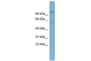 TBL3 antibody used at 1 ug/ml to detect target protein. (TBL3 antibody)