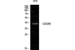 Western Blot (WB) analysis of NIH-3T3 cells using Blr1 Polyclonal Antibody. (CXCR5 antibody  (Internal Region))